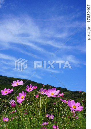 青空とコスモス畑 青空とコスモス畑 17880407