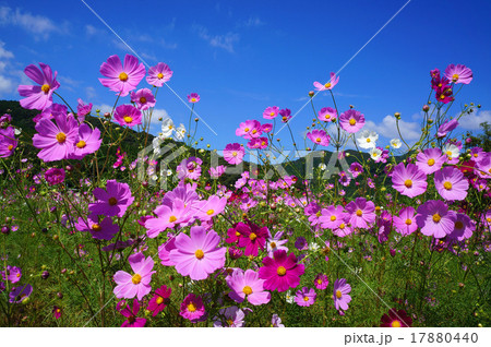 秋空とコスモス畑 17880440