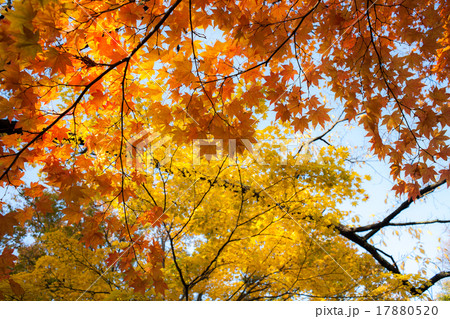 紅葉 イタヤカエデ 紅葉 イタヤカエデ 17880520