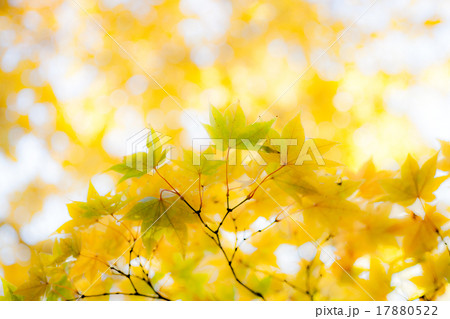 紅葉黄色　イタヤカエデ 17880522