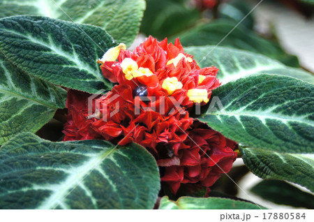 コリトプレクツス・スペキオスス 17880584