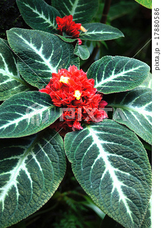 コリトプレクツス・スペキオスス 17880586