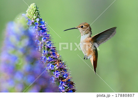 Hummingbird 17880807