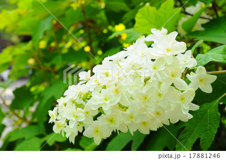 高幡不動尊　カシワバアジサイ 17881246