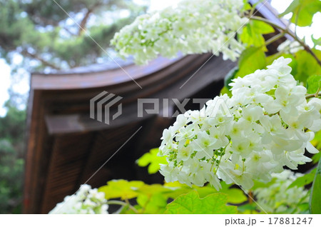 高幡不動尊 カシワバアジサイ 高幡不動尊 カシワバアジサイ 17881247