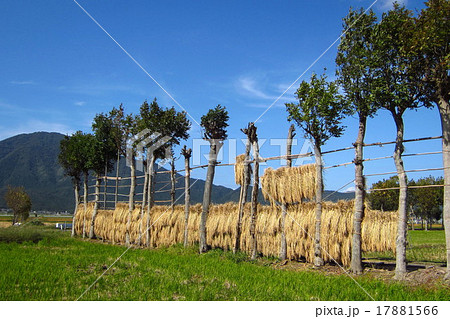 収穫の秋 収穫の秋 17881566