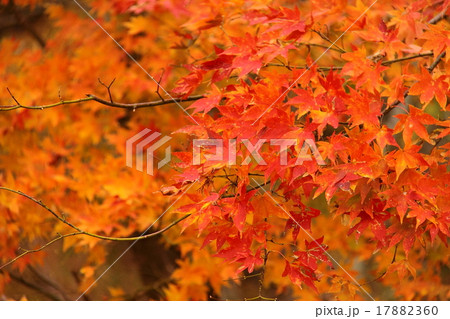 秋の紅葉もみじ写真 17882360