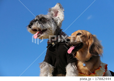 ミニチュアダックスとミニチュアシュナウザー2匹の犬の可愛い写真の写真素材