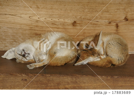 フェネック　大きな耳の小さな狐です。 17883689