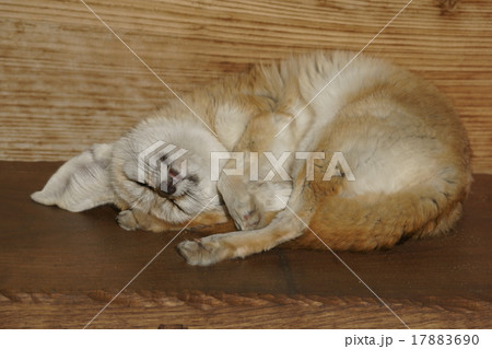 フェネック　大きな耳の小さな狐です。 17883690