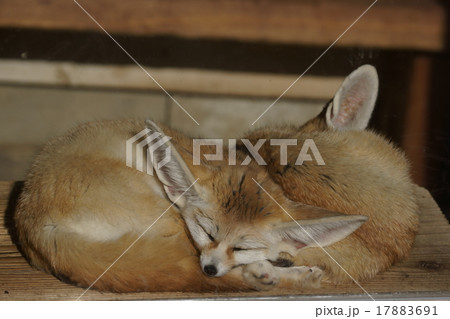 フェネック　大きな耳の小さな狐です。 17883691