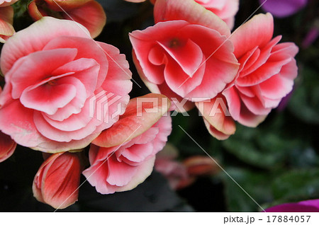 ベコニア ベコニア 17884057