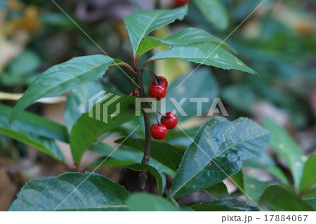 薮柑子　ヤブコウジと申します。十両のことです。 17884067