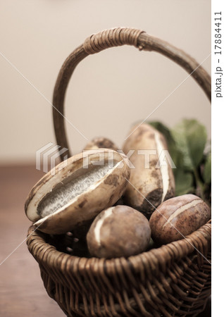 あけび あけび 17884411