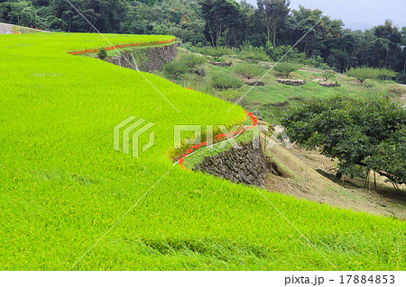 尾木場の棚田 17884853