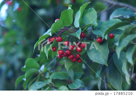 冬青　ソヨゴと申します。 17885210