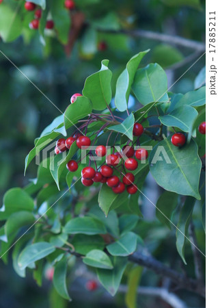 冬青 ソヨゴと申します。 冬青 ソヨゴと申します。 17885211