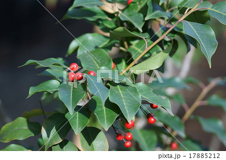 冬青　ソヨゴと申します。 17885212