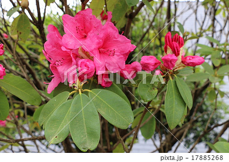 天城山昭和の森自然休養林の中にある道の駅「天城越え」のツツジ1 天城山昭和の森自然休養林の中にある道の駅「天城越え」のツツジ1 17885268