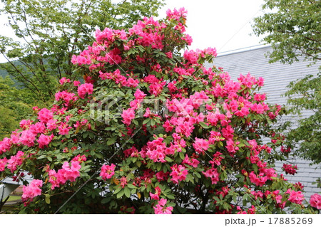 天城山昭和の森自然休養林の中にある道の駅「天城越え」のツツジ2 天城山昭和の森自然休養林の中にある道の駅「天城越え」のツツジ2 17885269