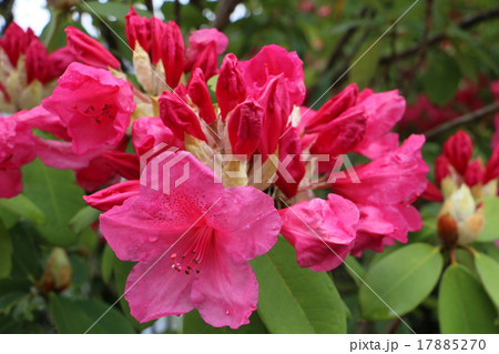 天城山昭和の森自然休養林の中にある道の駅「天城越え」のツツジ3 天城山昭和の森自然休養林の中にある道の駅「天城越え」のツツジ3 17885270