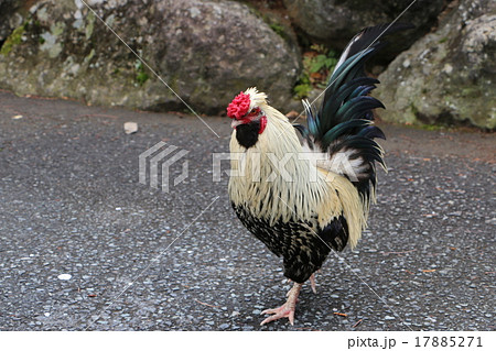 天城山昭和の森自然休養林の中にある道の駅「天城越え」にいた鶏 17885271