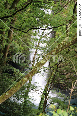 天城観光の基地の幽玄華麗な日本の滝百選 浄蓮の滝4 天城観光の基地の幽玄華麗な日本の滝百選 浄蓮の滝4 17885272