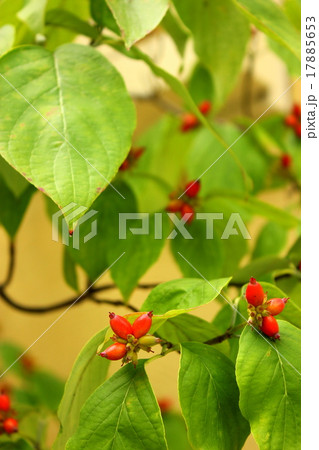 花水木の実 17885653