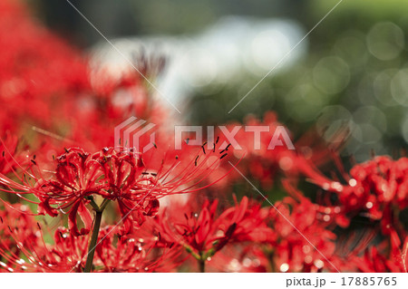 藤沢の彼岸花 17885765