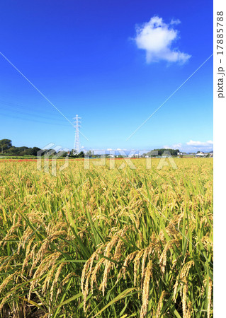 藤沢の彼岸花 藤沢の彼岸花 17885788