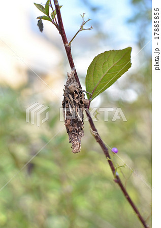 みのむし 17885856