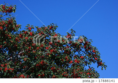 黒鉄黐クロガネモチ　とっても強そうな名前です。 17886141