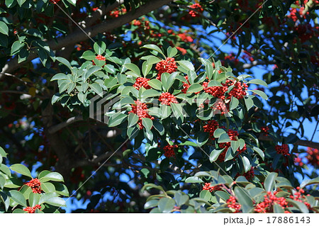 黒鉄黐クロガネモチ　とっても強そうな名前です。 17886143