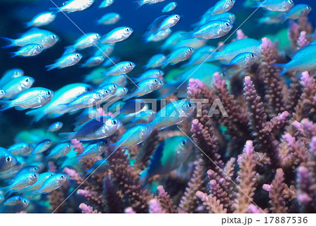 デバスズメダイ２ 17887536