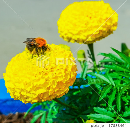 Bumblebee collects nectar 17888464