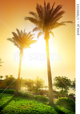 Palms in hotel Palms in hotel 17888503