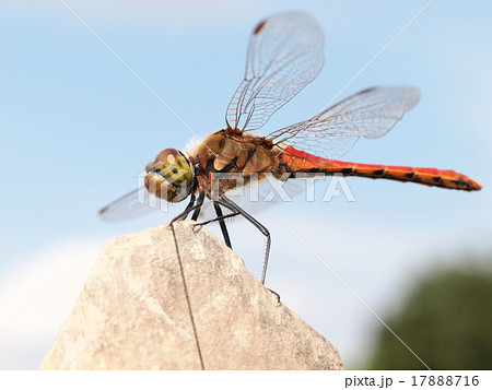 アキアカネ 17888716