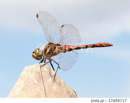 アキアカネ 17888717