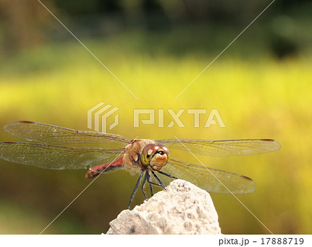 アキアカネ 17888719