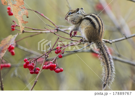 Chipmunk Chipmunk 17889767