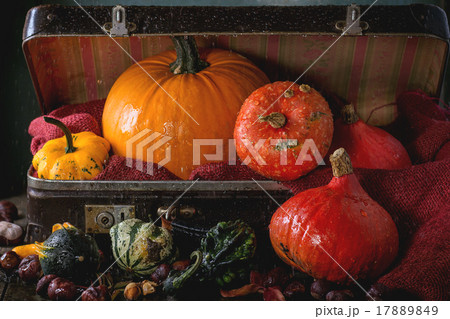 Assortment of different pumpkins in suitcase Assortment of different pumpkins in suitcase 17889849