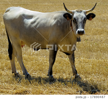 beautiful specimen of podolica cow 17890487