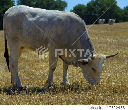 beautiful specimen of podolica cow  17890488