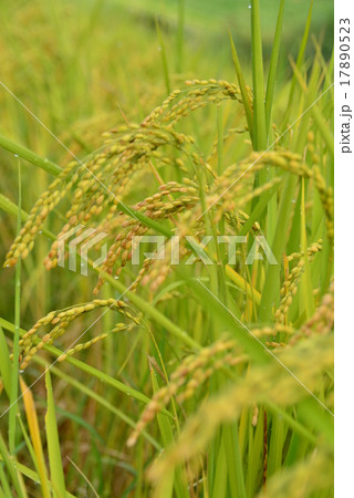 稲穂 17890523