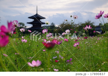 法起寺とコスモス 17890837