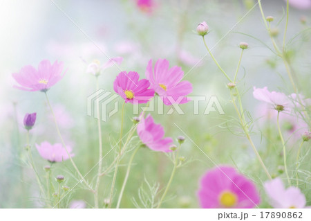 コスモス 17890862