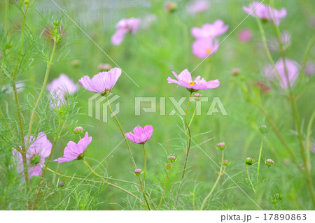 コスモス畑 17890863