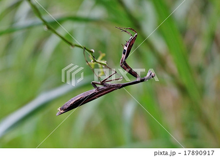 コカマキリ 17890917