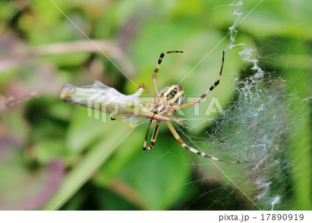 ナガコガネグモとショウリョウバッタモドキ 17890919
