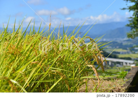 首を垂れる稲穂の写真素材 1720